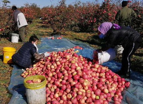 猪价玉米苹果大跌，水产却暴涨91%，背后原因何在？