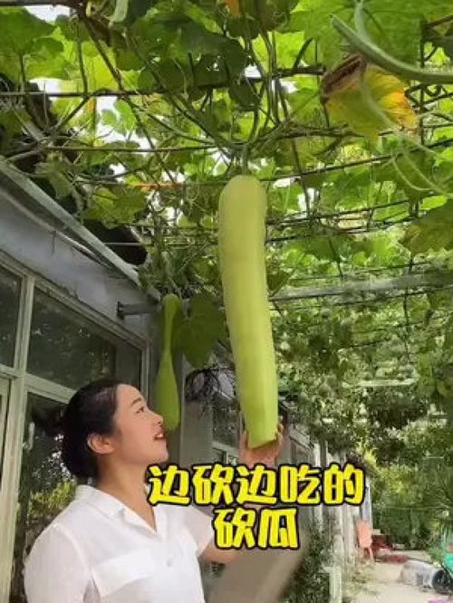 您吃过这种砍着吃的蔬菜吗？