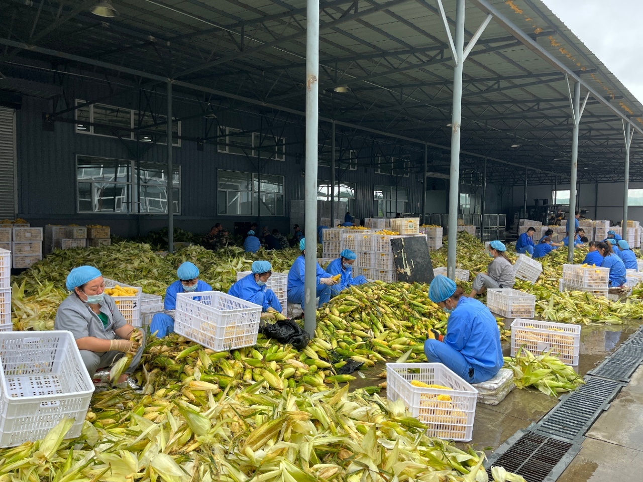 玉米界的翘楚 郭老丈鲜食玉米，解锁肯德基同款奶香美味