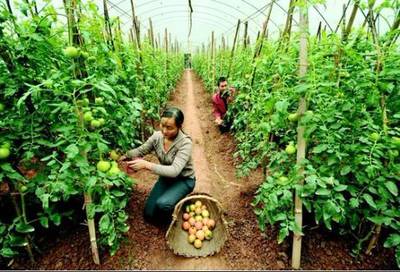 创意农业丨农产品销售为何难？市场三大变革下的突围之道