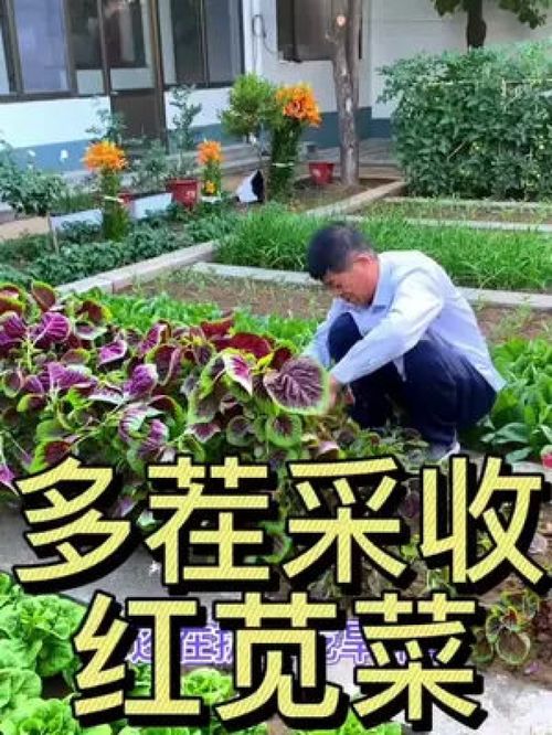 多茬采收的苋菜 优质农产品种植正当时，助力乡村振兴