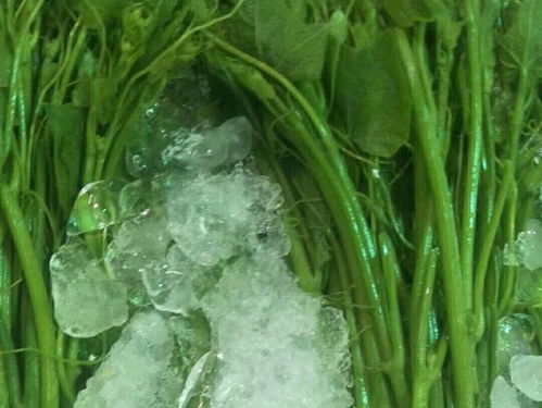 广东云浮新建万吨冷链物流基地，助力农产品保鲜与水产养殖升级