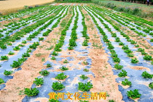 特色农产品种植与水产养殖 双轮驱动下的致富新路径