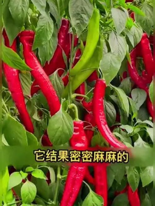 自家种植美人椒 辣味十足的家庭丰收体验