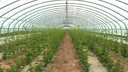 王凤瑞带队调研广灵黄花产业及设施农业，关注水产养殖发展