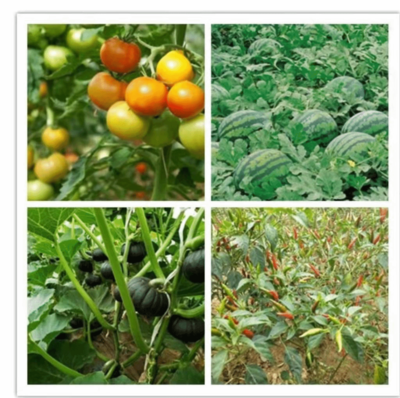 双柏县河口河流域乡村振兴示范区 高原特色现代农业的农产品种植实践