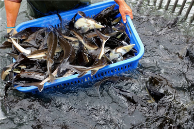 好山好水养好鱼——安顺推动生态渔业高质量发展调查