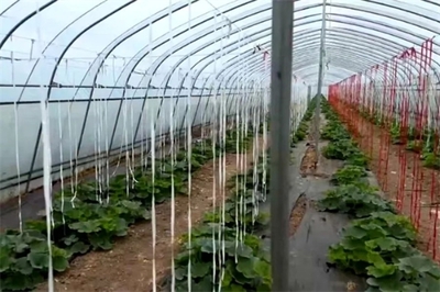 灵石县南关镇 坚持党建引领 凝聚发展合力 农产品种植