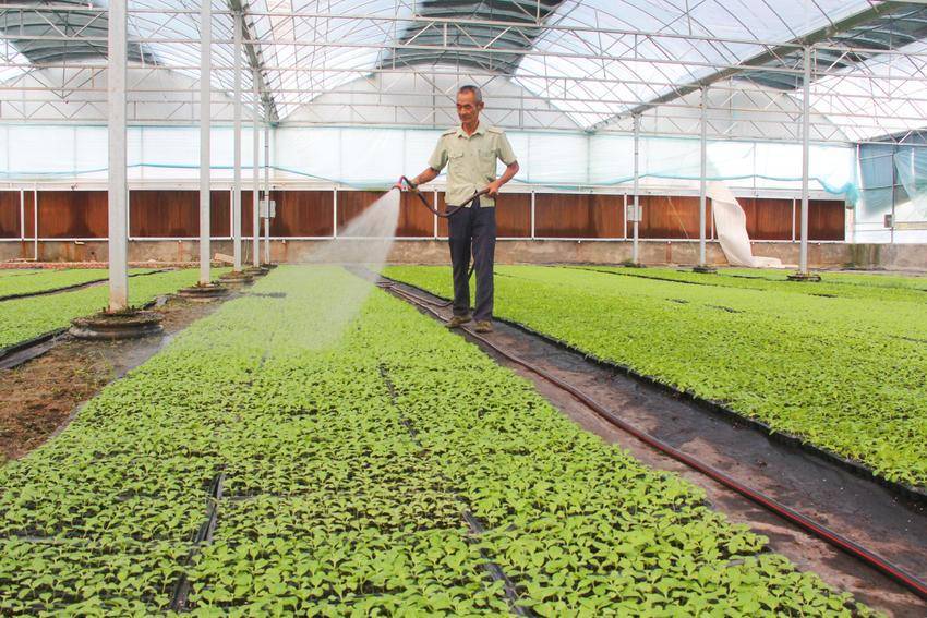 小菜苗“育”出大产业 水产养殖的绿色革命